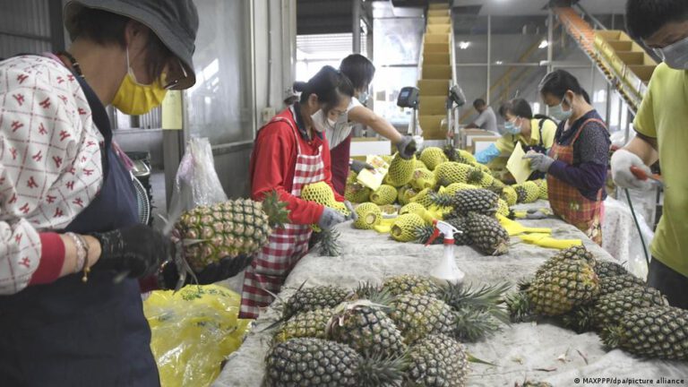 Einfuhr der Taiwan-Ananas ins Festland China gestoppt