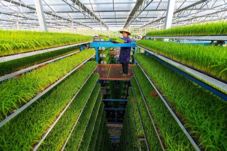 Chinese young generations use high-tech to bring agricultural revolution