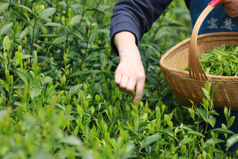 LONG JING, der berühmteste grüne Tee Chinas