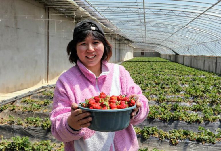 Wie schmecken die Erdbeeren auf dem Dach der Welt?