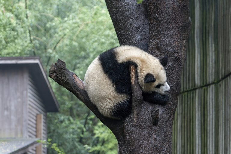 Chengdu: Große Pandas genießen kühles Wetter