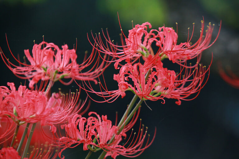 Rote Spinnenlilien in Nanjing