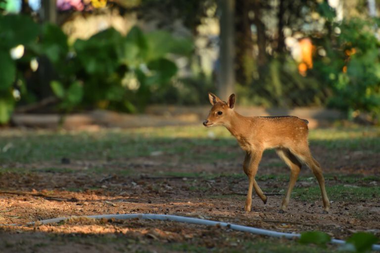 Guangzhouer Zoo begrüßt Baby-Leierhirsche