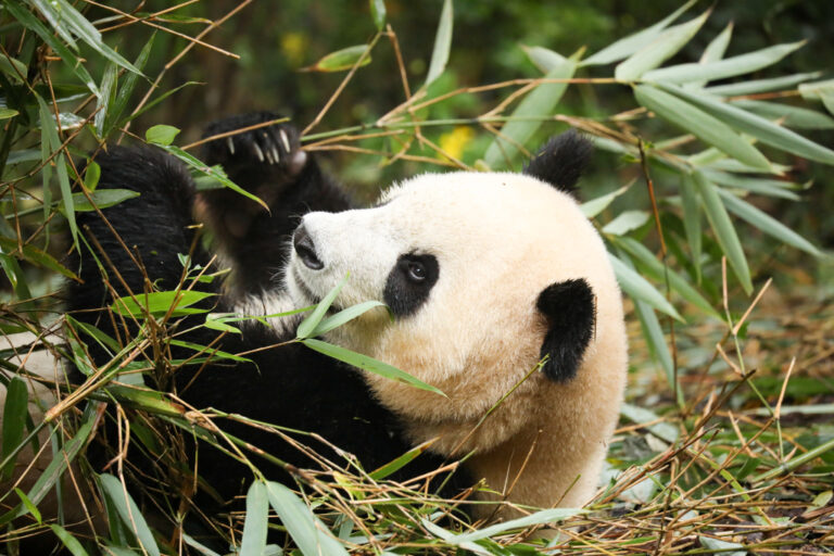 Internationaler Tag der Pandas