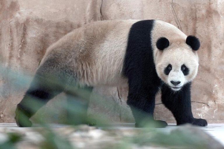 Große Pandas aus China in Katar angekommen