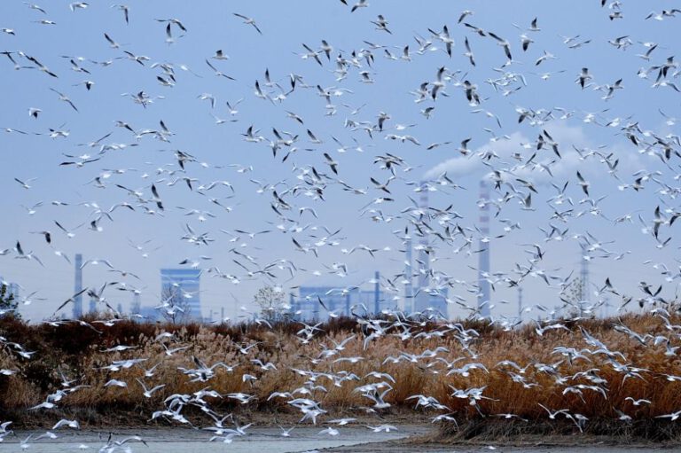 Zahlreiche Zugvögel überwintern in China