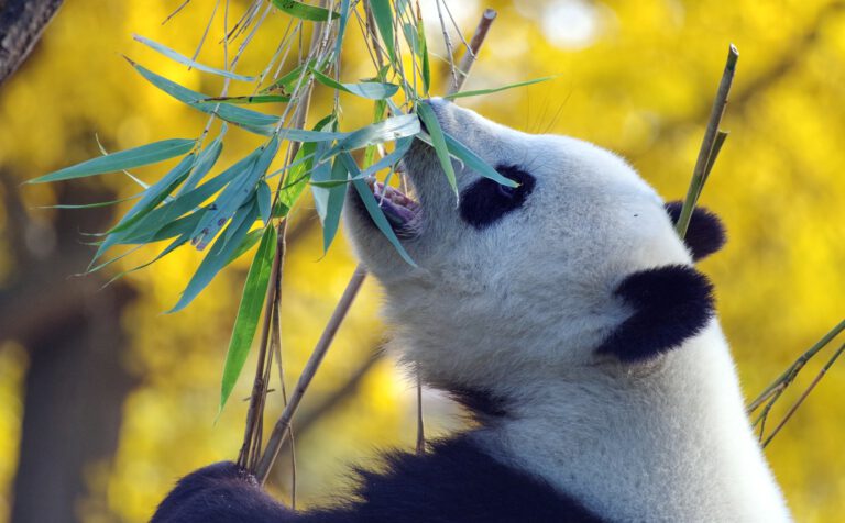 Der Große Panda, Nationalsymbol Chinas