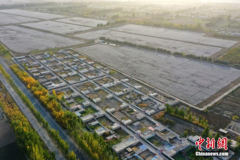 Xinjiang treibt intelligente Baumwollernte voran