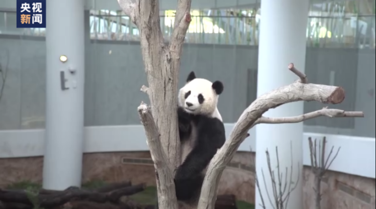 Das erste Pandahaus in Doha für Öffentlichkeit zugänglich