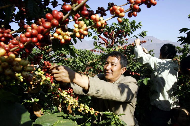 China is also coffee