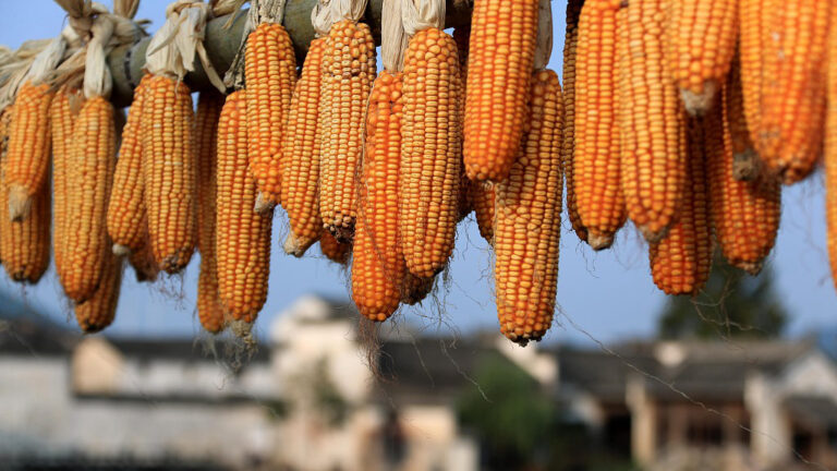 Über 70 Millionen Tonnen der Herbstgetreideernte in China zentral aufgekauft
