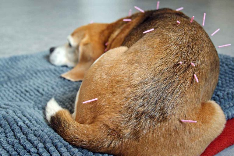 Acupuncture for dogs and cats in China