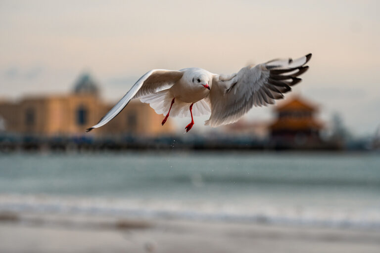 Möwen überwintern in Qingdao