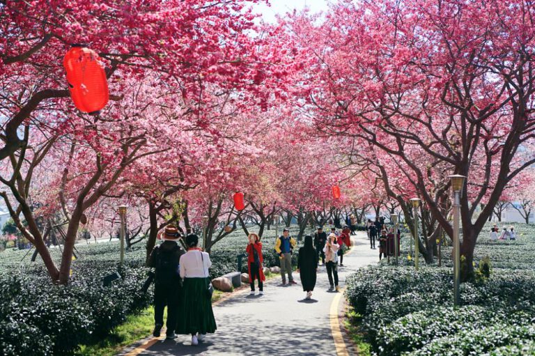 Kirschblüten in Fujian