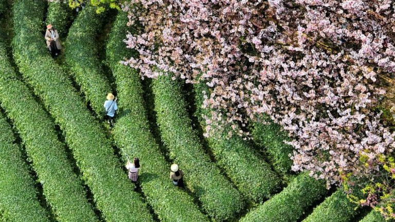 Hunderttausende von Kirschblüten blühen in Yongfu in Fujian