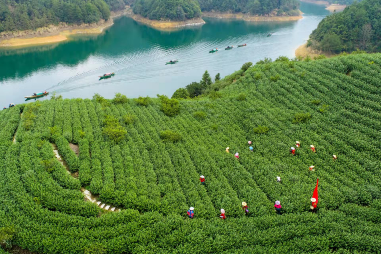 Teeplantagen auf paradiesischer Inselgruppe