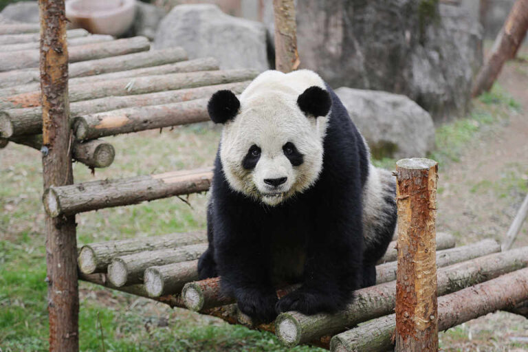 Zucht von Pandas – keine leichte Aufgabe