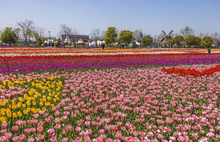 Tulpen-Königreich der Stadt Yancheng