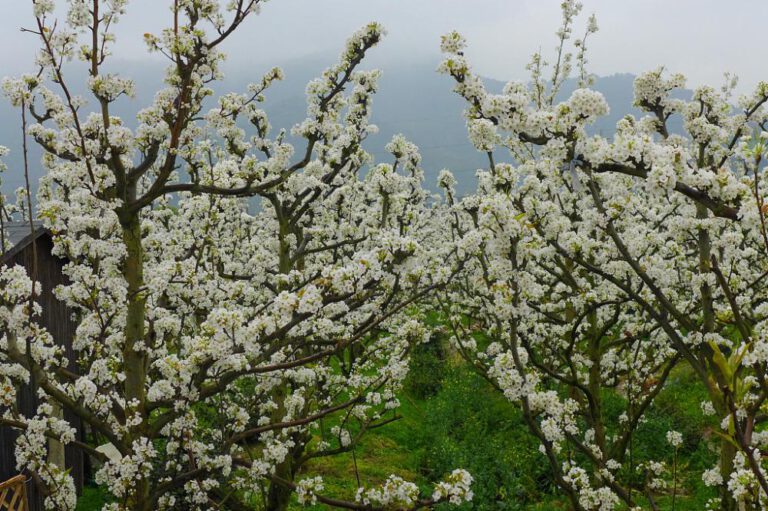 Weiße Landschaft aus Birnenblumen