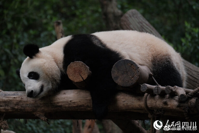 Pandafieber in Chengdu