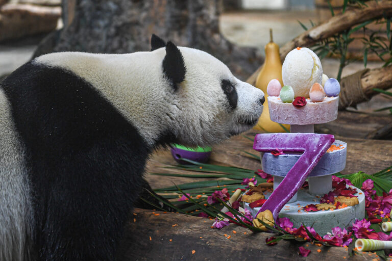 Niedliche Pandas bringen erheblichen wirtschaftlichen Nutzen