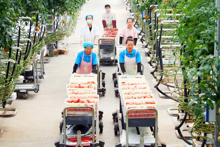 Tomatenernte in Xinjiang