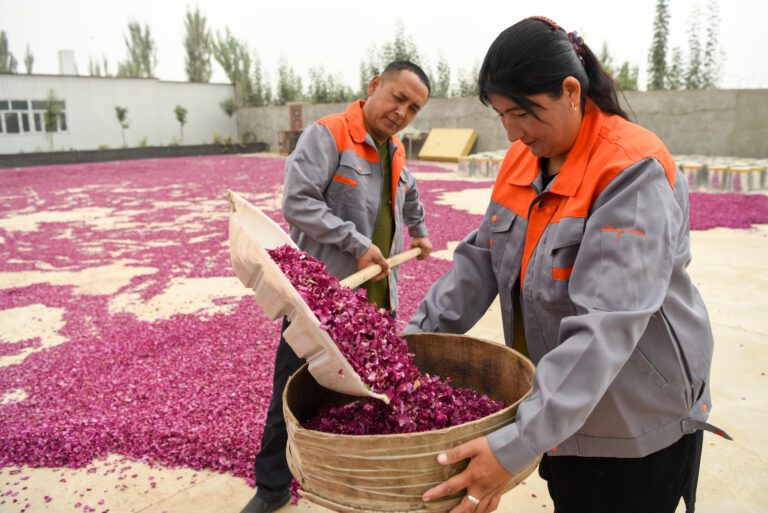 Blühende Rosenindustrie in der Wüste Xinjiangs