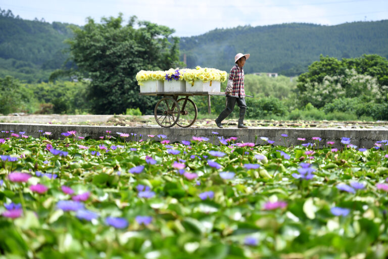 Lotosblumen im Hochsommer in Guangxi