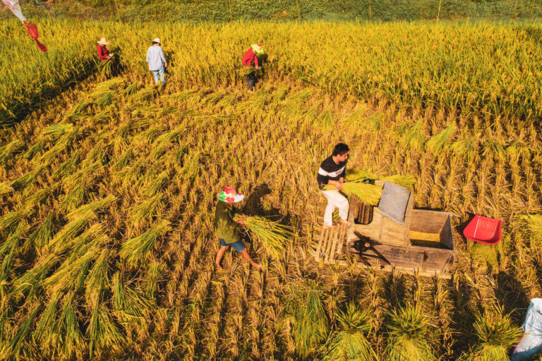 Landwirte ernten Frühreis in Hunan