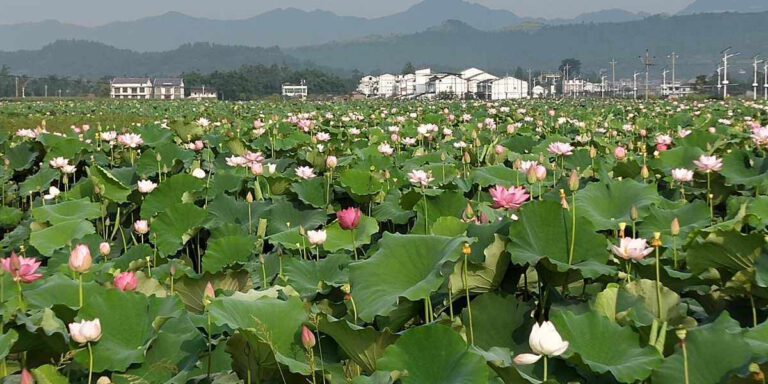 Sichuan: Kleine Lotosblumen werden zu einer großen Industrie