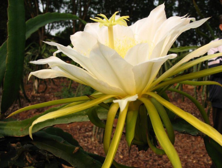 Drachenfruchtbäume blühen in Jiangsu