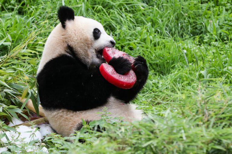 Panda-Zwillinge in Berlin feiern Geburtstag