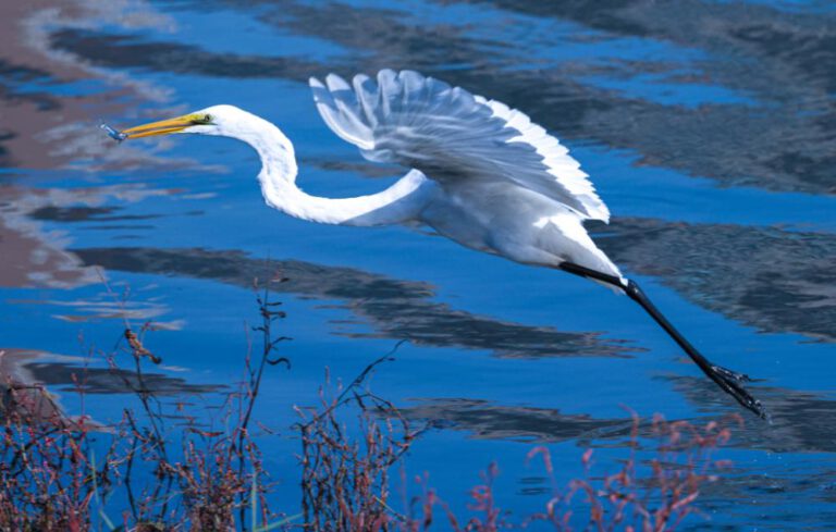 Überwinternde Reiher kommen am Hunhe-Fluss an