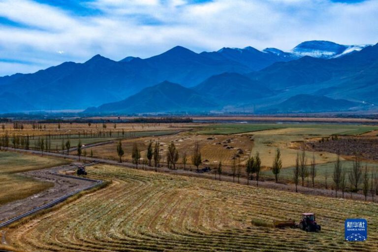 Ertragsreicher Futteranbau in Tibet