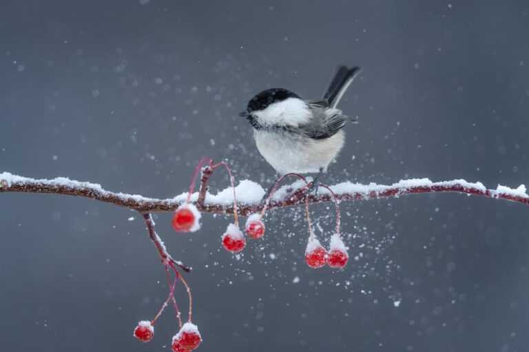 Großer Spaß – Tiere spielen im Schnee