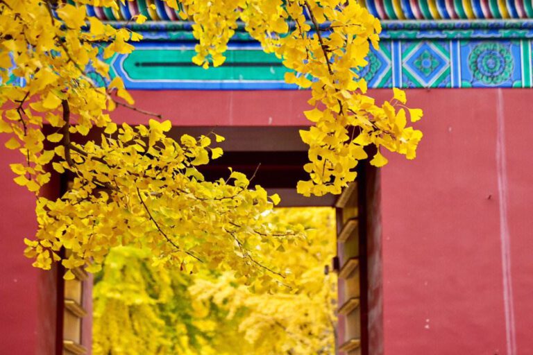 Der Ditan-Park in Beijing färbt sich mit goldenen Ginkgos