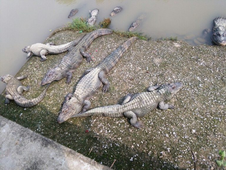 Wie überleben Jangtse-Krokodile den Winter?