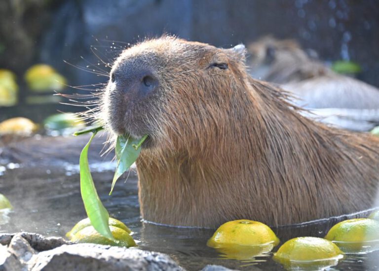 Tiere baden in heißen Quellen