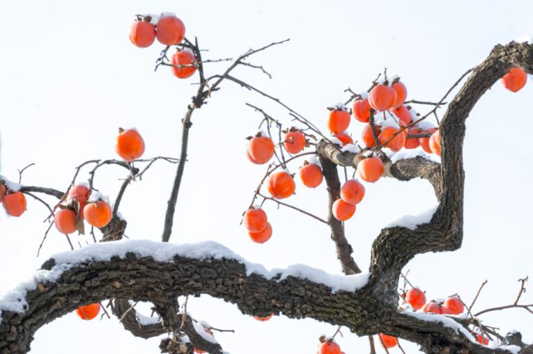 „Großer Schnee“: Was macht den Winter liebenswert?