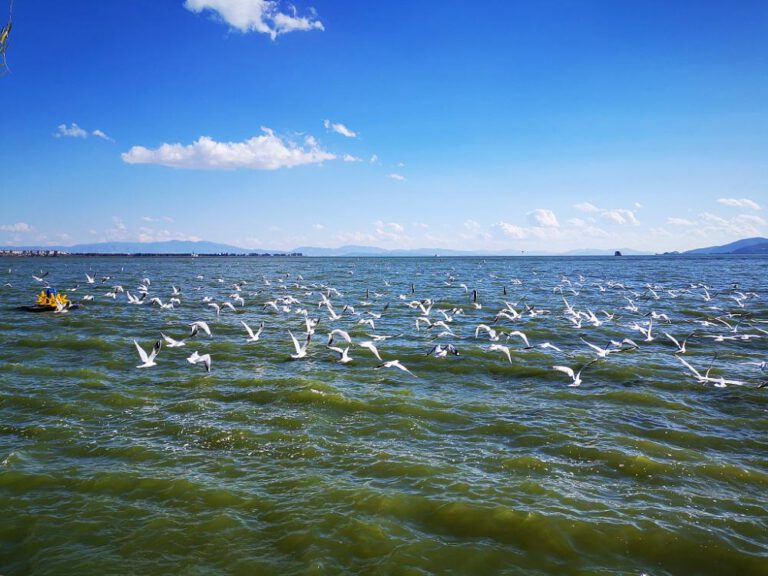 Gute Wasserqualität im Dianchi-See