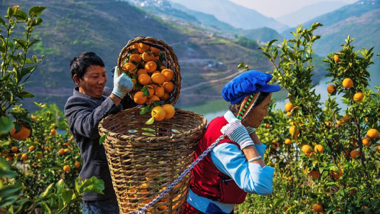 Orah-Mandarinen-Kulturfestival in Yunnan