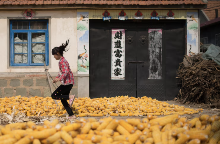 How Has Corn Changed China’s History and Agriculture?