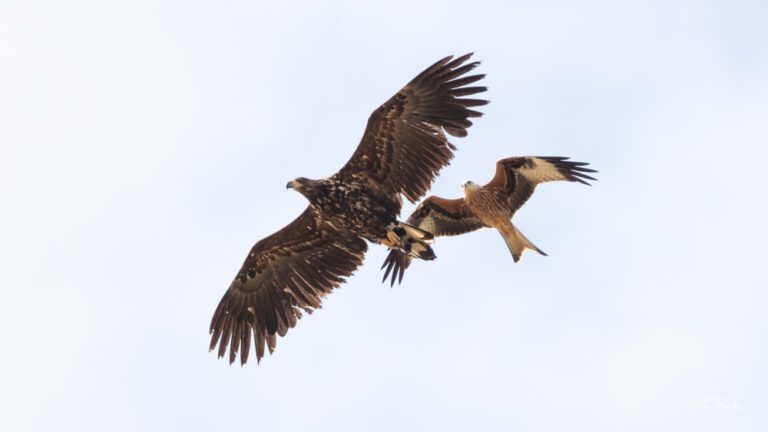 Why Do 10 European Countries Have Eagles on Their National Emblems?