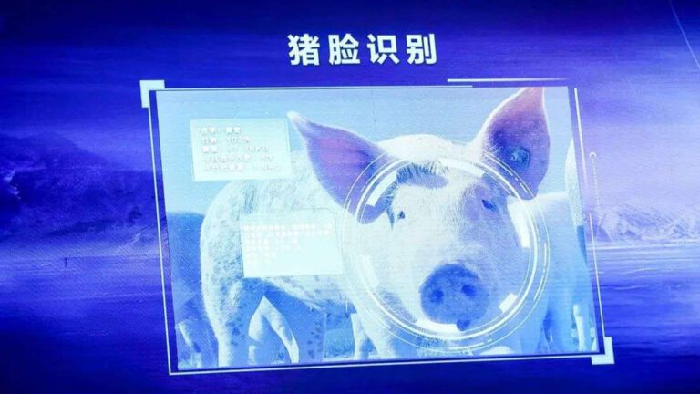 How Huawei and iFlytek Are Bringing AI to China’s Pig Farm