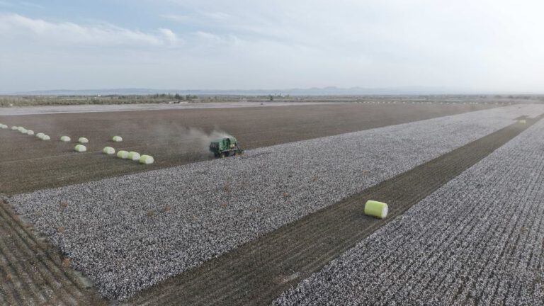 From Hand-Picking to AI: How Technology Is Transforming Xinjiang Cotton